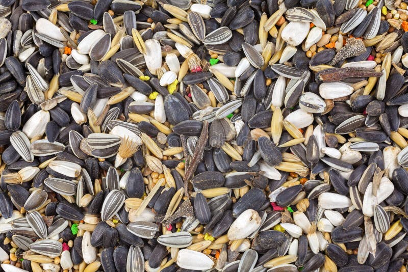 Mixed bird seed close up stock photo. Image of wild, detail 62199738