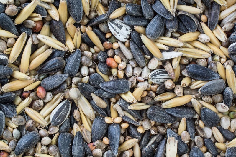 Mixed bird seed close up stock photo. Image of dried 43874384
