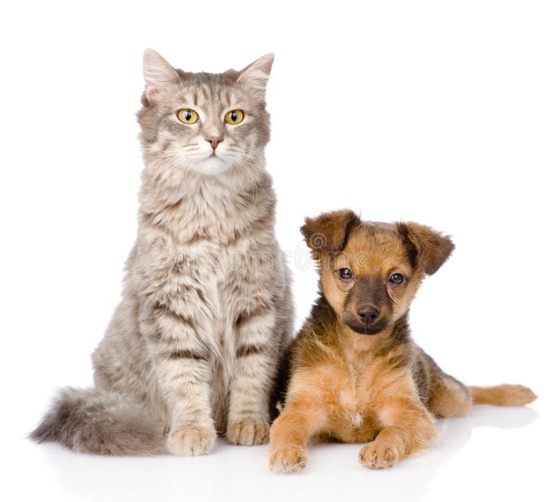 Mixed Bred Puppy Gray Cat Together Isolated White Stock Photos Free