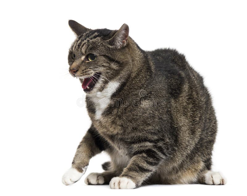 Mixed-breed cat with open mouth, isolated stock images Mixed-breed cat with open mouth, isolated stock images