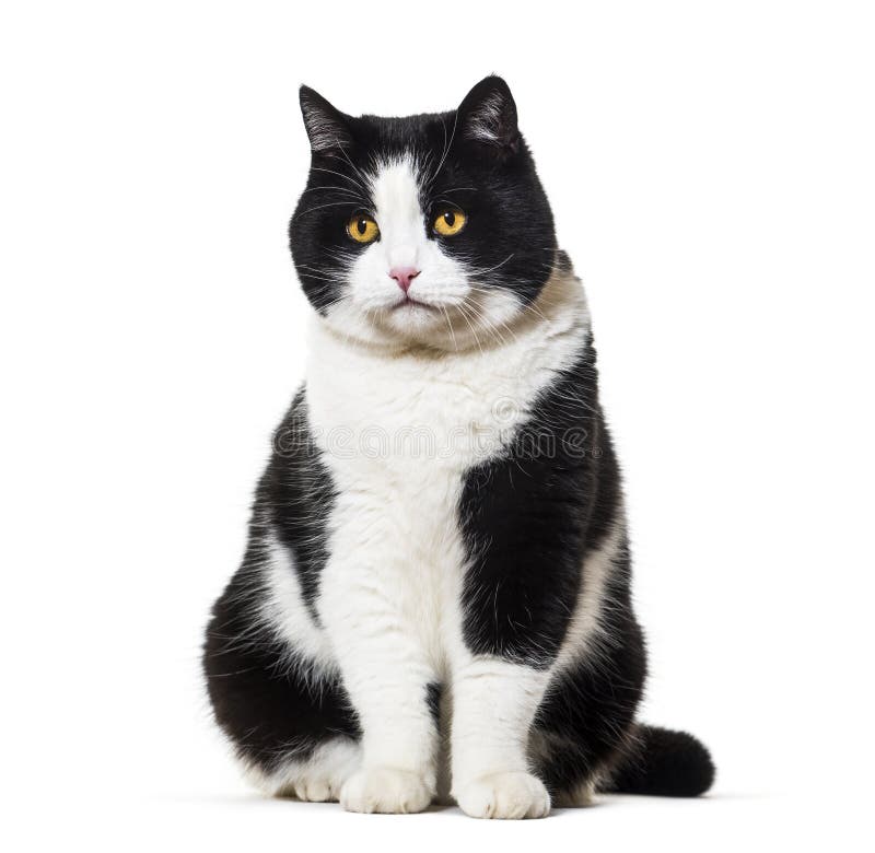 Mixed breed cat sitting against white background