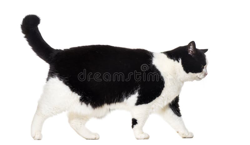 Mixed breed cat walking against white background