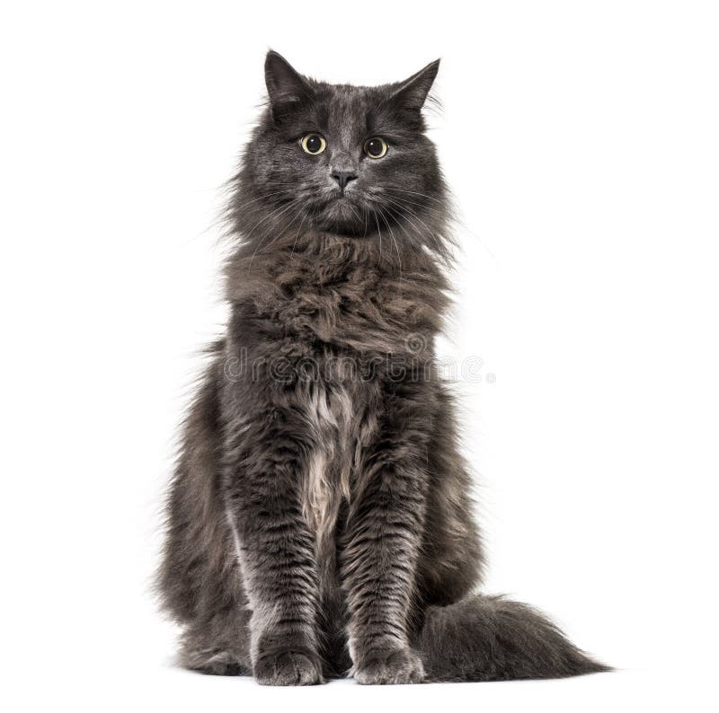 Maine Coon 1 Year Old Stock Photos - Free & Royalty-Free Stock Photos ...