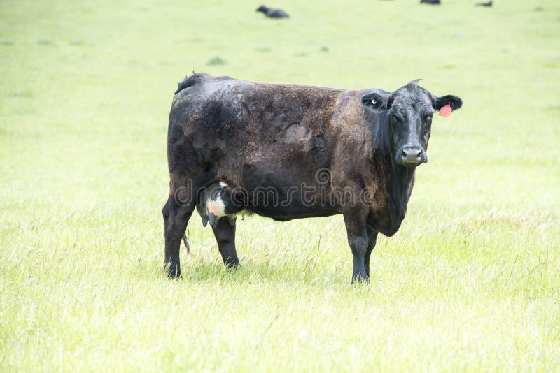 Mixed breed cattle stock image. Image of steer, feedlot ...