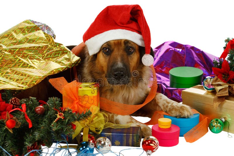 Mixed breed dog with christmas presents