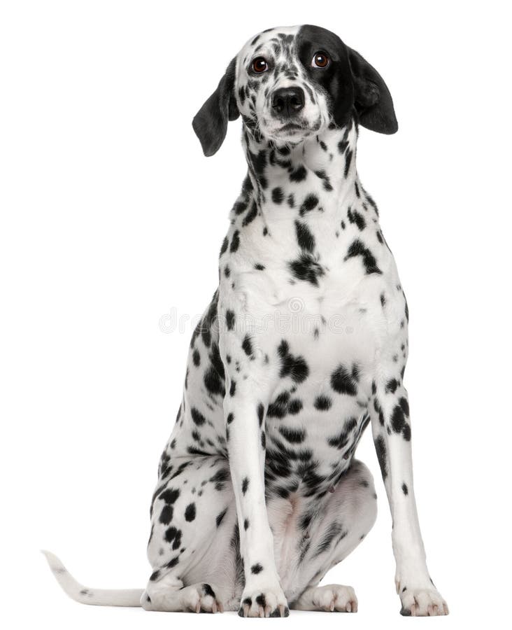 Mixed breed dog with a Dalmatian