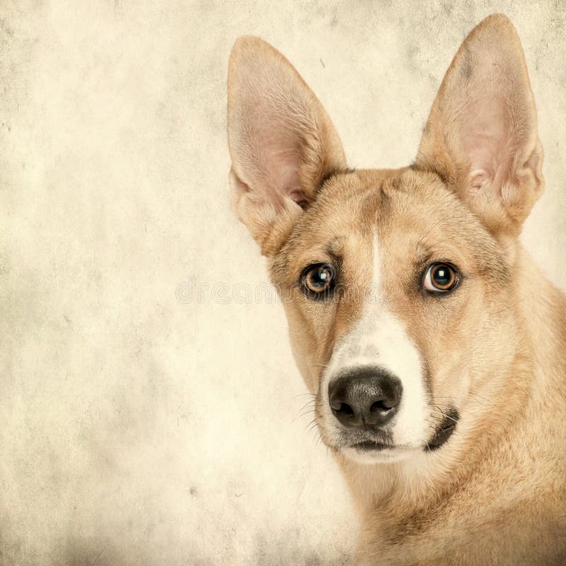 Mixed-breed dog in front on grunge background