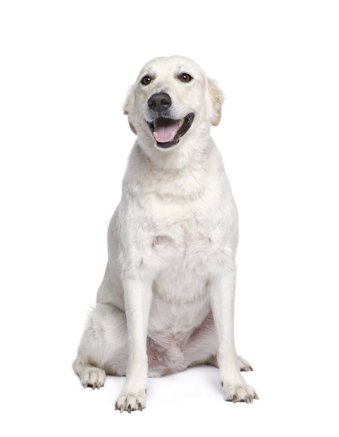 Mixed breed dog in front of white background