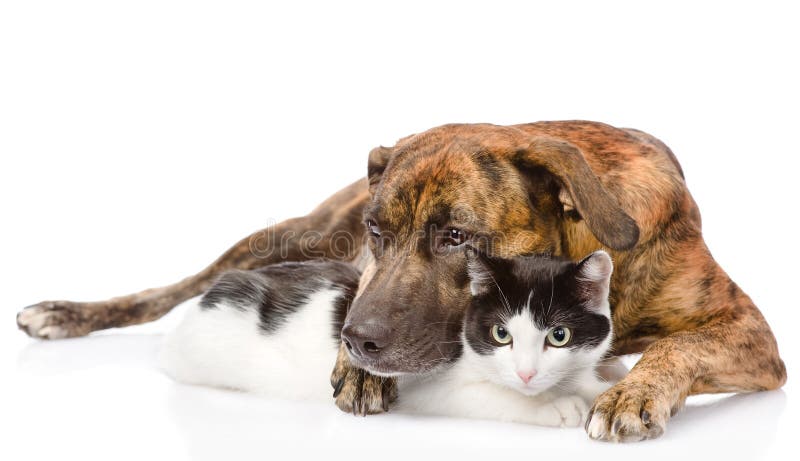 Mixed Breed Dog Hugging A Cat. Isolated On White ...