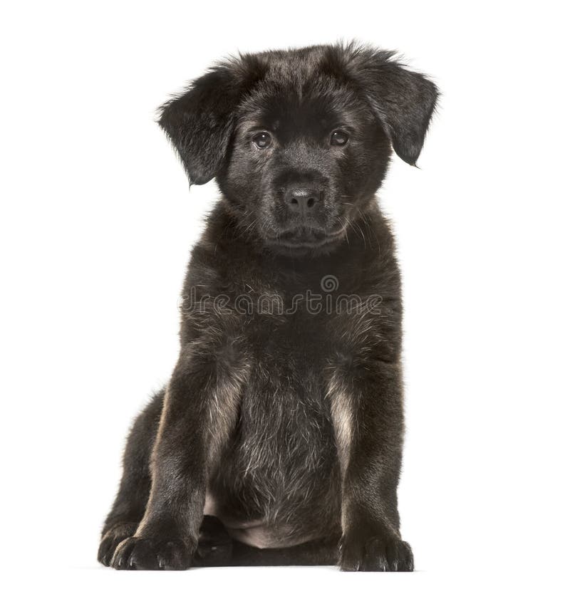 how old is 2 months in dog age