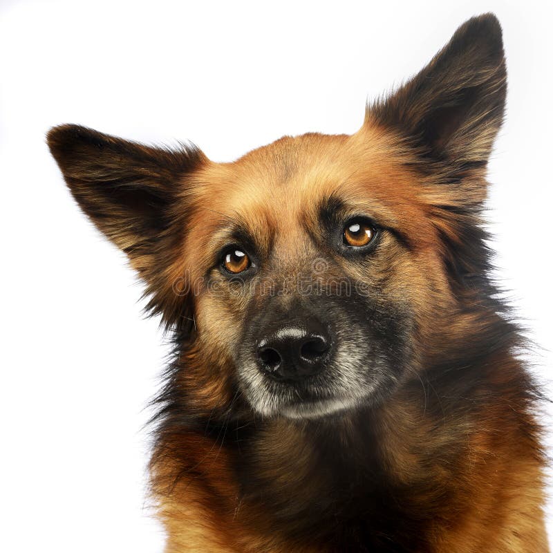 Mixed Breed Dog Portrait in Studio Stock Photo Image of beauty, ears