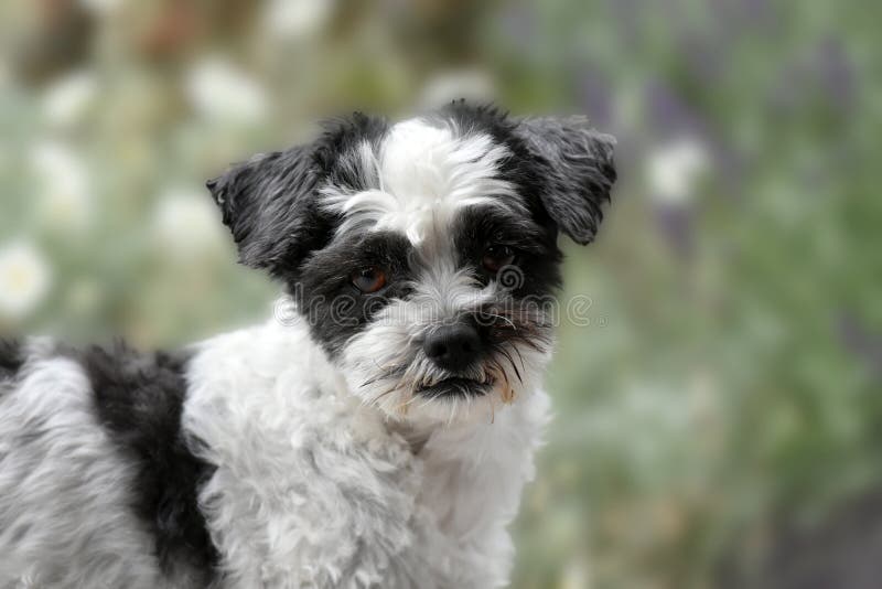 63+ Maltese Dog Mixed With Shih Tzu