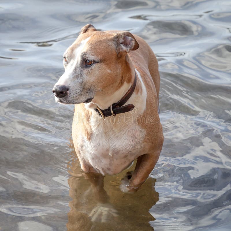 Mixed-breed mongrel dog with collar walking in shallow water looking worried. Mixed-breed mongrel dog with collar walking in shallow water looking worried