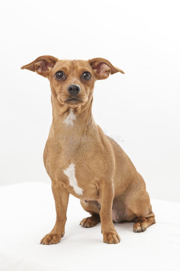 White Chihuahua Dachshund Mix