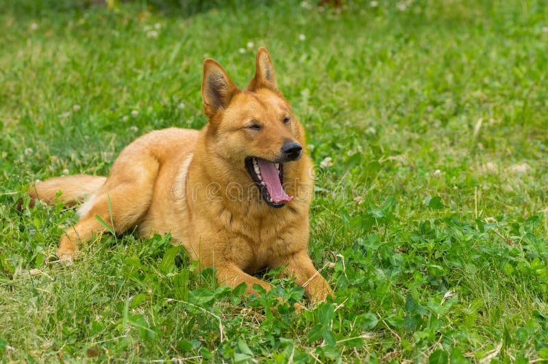 Mixed breed dog yawns lying in the spring grass royalty free stock images