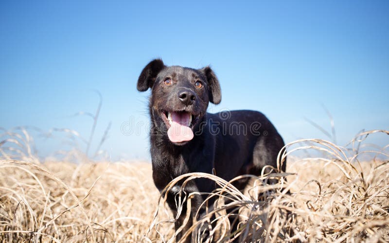 Mixed Breed Dog in Yellow Grass Stock Image Image of cute, closeup