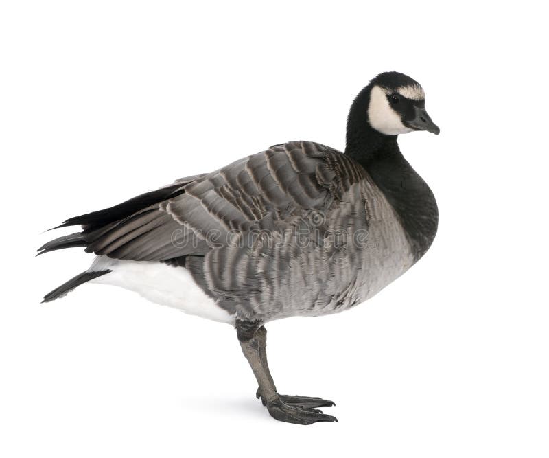Mixed-Breed goose against white background