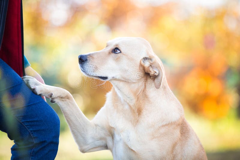 Mixed breed labrador rescue dog in autumn garden