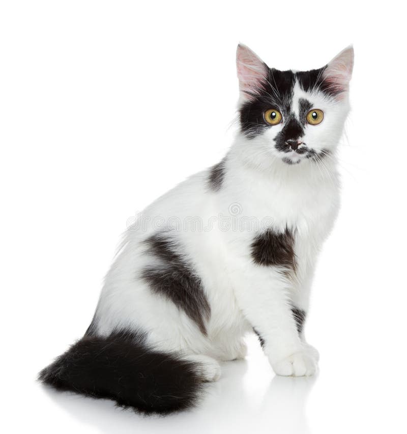 26 Spotted Kitty Free Stock Photos StockFreeImages 26-spotted-kitty-free-stock-photos-stockfreeimages
