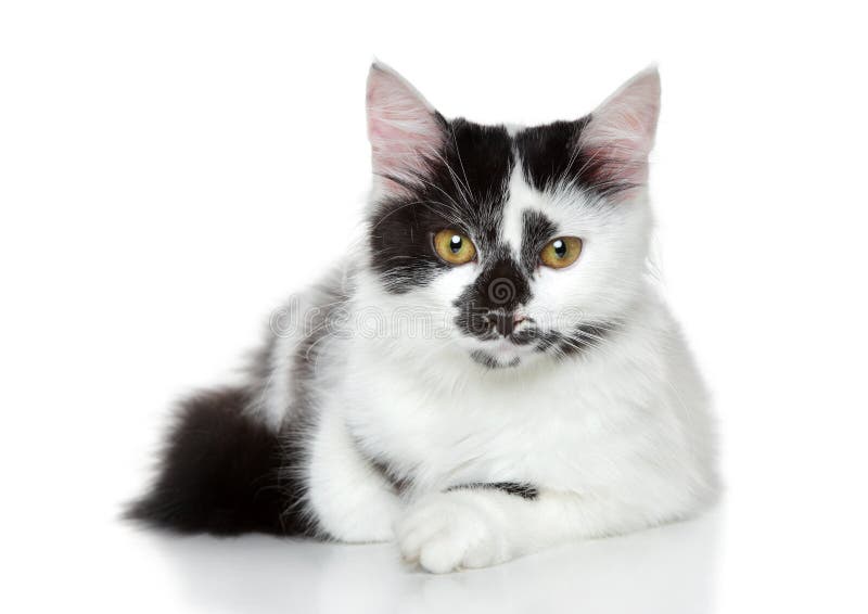 Mixed-breed spotted black and white cat