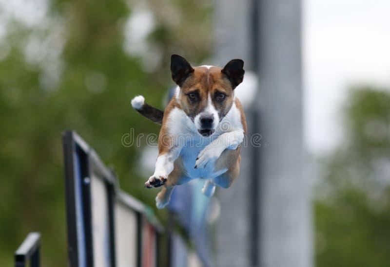 Mixed Breed Terrier at a Dock Diving Event Stock Image Image of