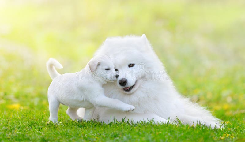 Mixed breed white puppy and samoyed dog on light green background.