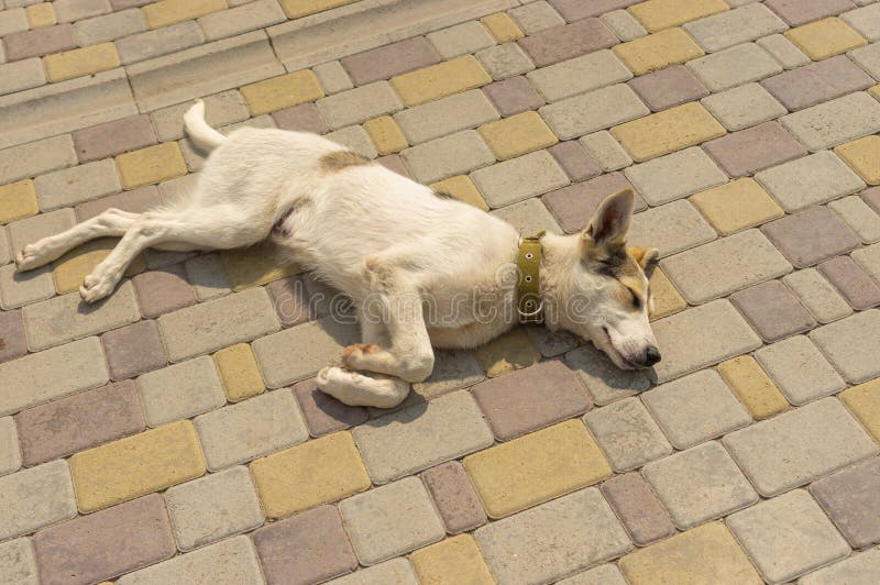 Young dog sleeping stock photo. Image of break, feeling 520996