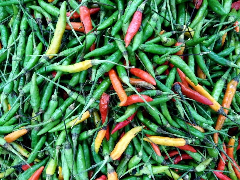 Mixed chilli peppers. royalty free stock images Mixed chilli peppers. royalty free stock images