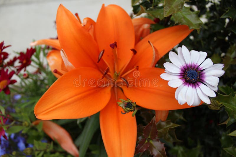 Mixed Flowers Grow Together Stock Photo Image of grow, nature 205926960