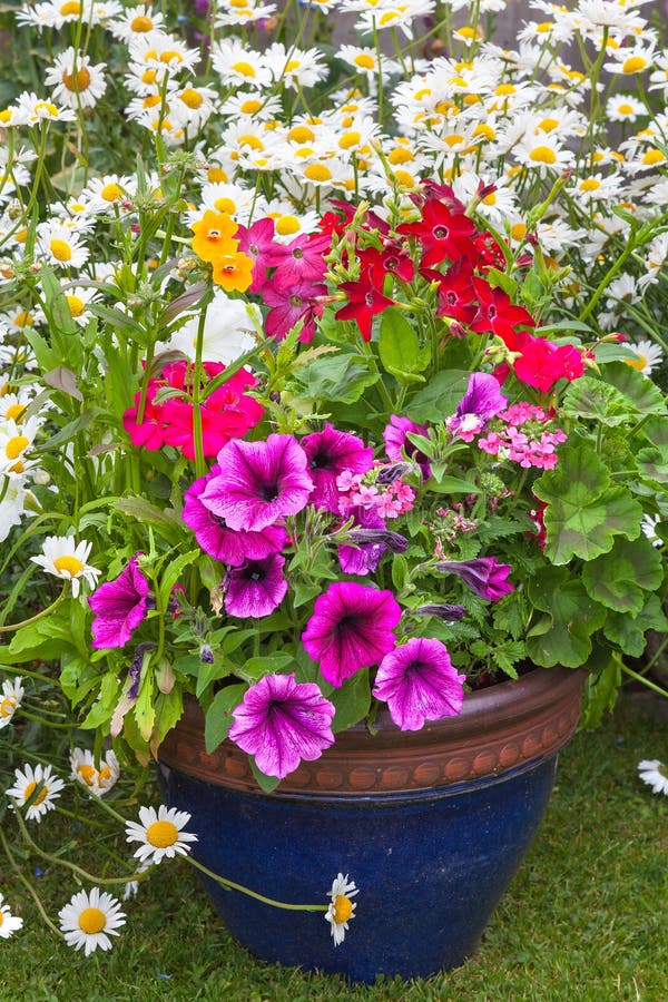 Mixed Flower Border with Potted Plants Stock Image Image of
