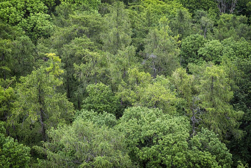 Mixed forest from Pajstun castle, Little Carpathians, Slovakia