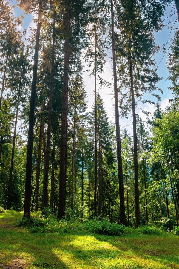 Mixed forest on the sunny summer day. grassy ground in dappled light. freshness of the carpathian woods