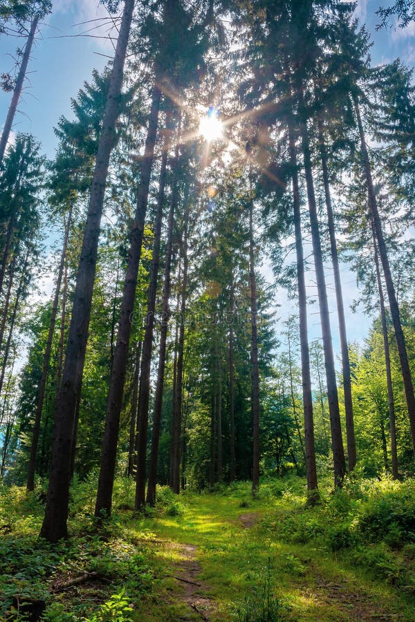 Mixed forest on the sunny summer day. grassy ground in dappled light. freshness of the carpathian woods