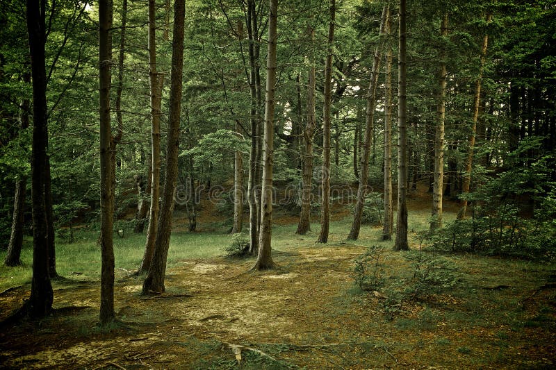 Mixed forest with walkway, green grass and trees (