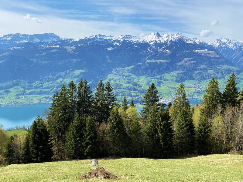 Mixed forests with deciduous and evergreen trees in early spring on the slopes of the Churfirsten mountain range and over Lake Walensee, Walenstadtberg - Canton of St. Gallen, Switzerland / Schweiz