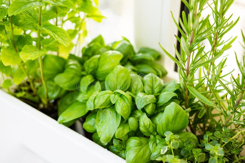 Mixed fresh aromatic herbs growing in pot, urban balcony garden with houseplants closeup