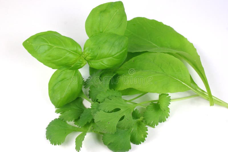 Mixed Fresh Herbs stock photo. Image of cooking, plants 301622
