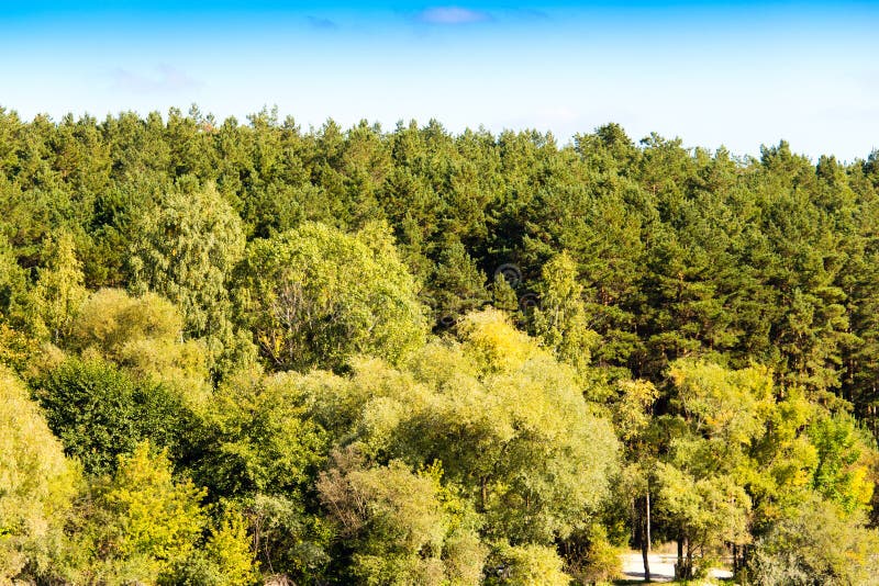 Mixed Green Forest on Nature in Summer Stock Photo Image of forest