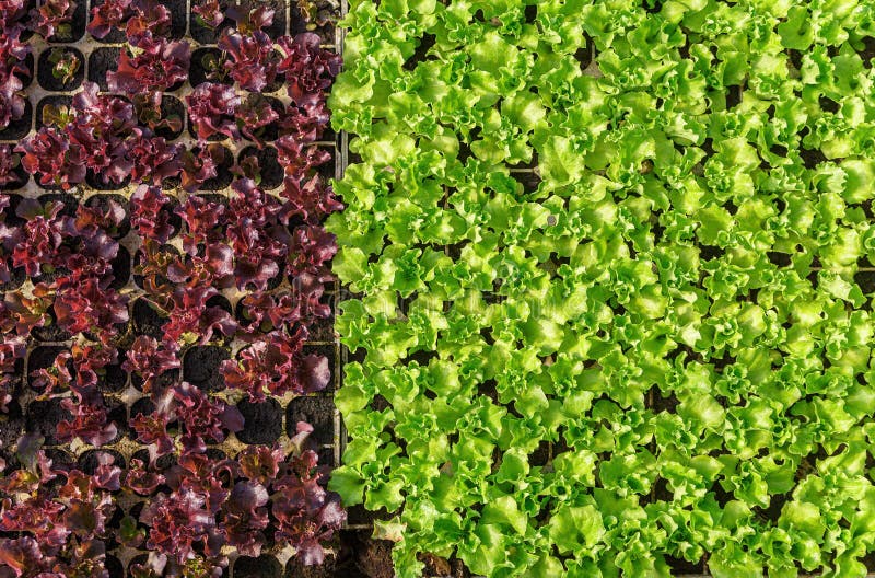 Mixed Green and Purple Varieties Lettuce Stock Image Image of casstte