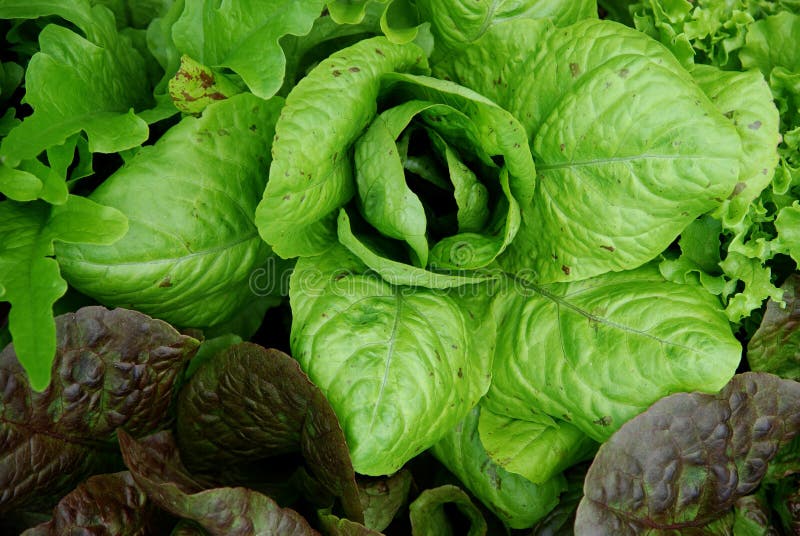 Mixed Greens Picture. Image 5489361