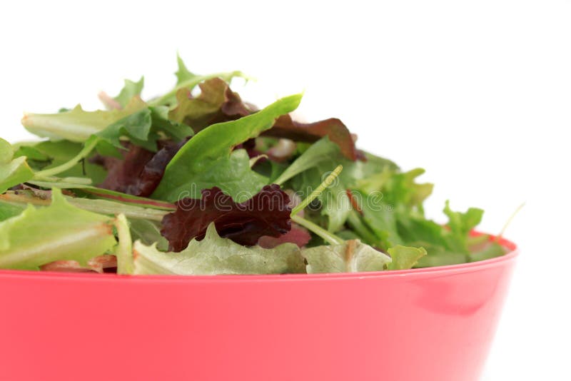 Mixed greens for salad