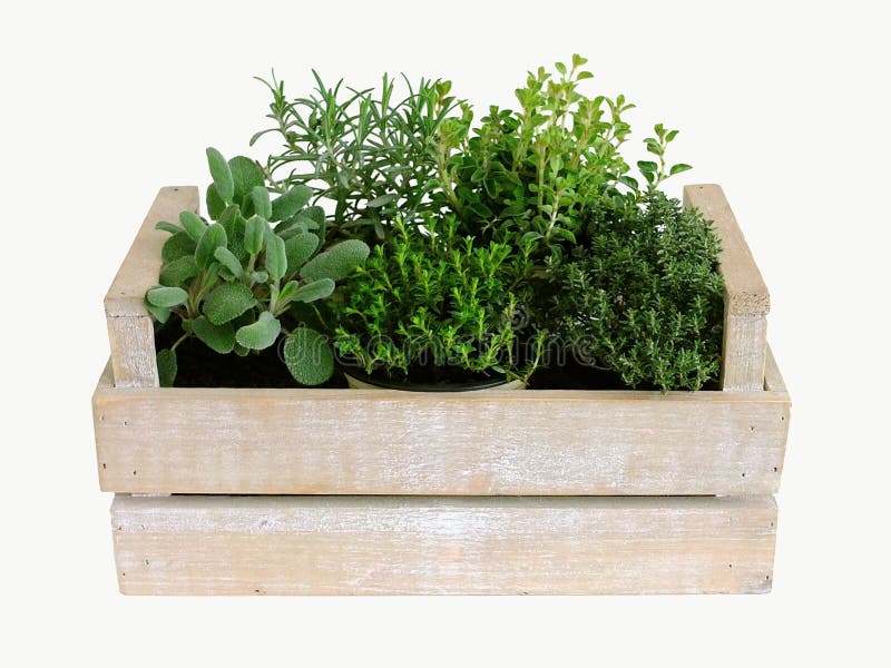 Herbs plants stock image. Image of kitchen, green, health 20168049