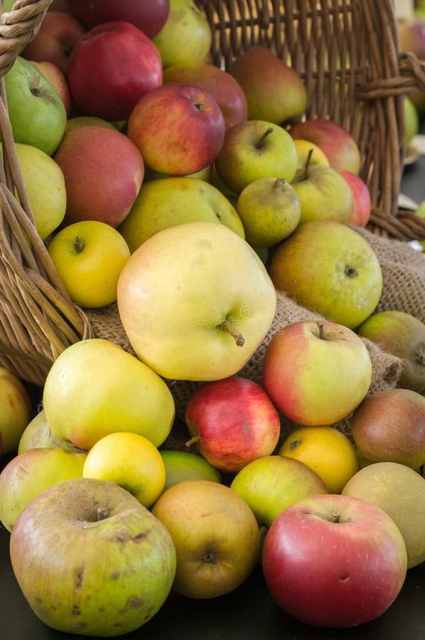 Apples Organic Apples Apple Show Stock Image Image of juicy