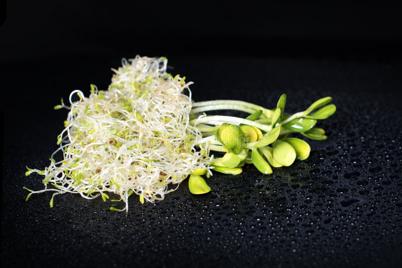 Mixed Organic Micro Greens On Black Background With Water Drops. Fresh Sunflower And Heap Of Alfalfa Micro Green Sprouts