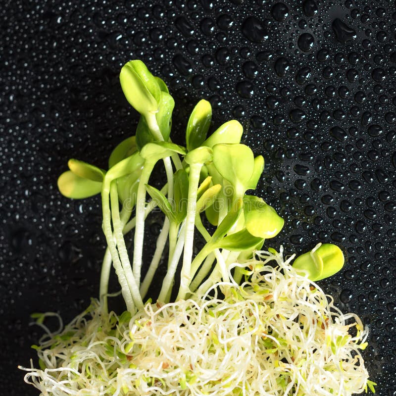 Mixed organic micro greens on black background with water drops. Fresh sunflower and heap of alfalfa micro green sprouts. Closeup, grass.