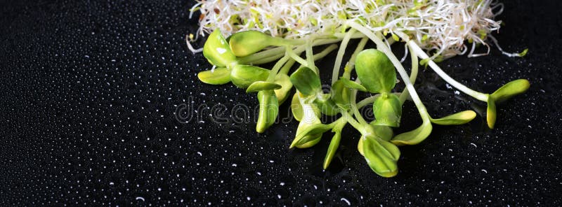 Mixed organic micro greens on black background with water drops. Fresh sunflower and heap of alfalfa micro green sprouts.