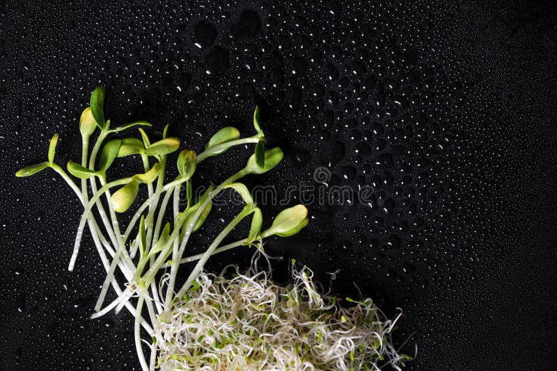Mixed organic micro greens on black background with water drops. Fresh sunflower and heap of alfalfa micro green sprouts. Lunch, ingredients.