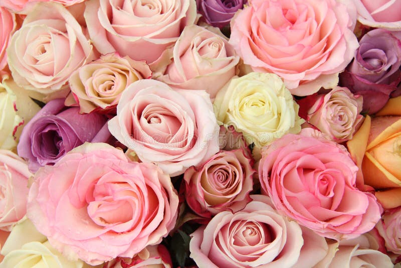 Mixed pastel roses stock photo. Image of flower, botany 57837012