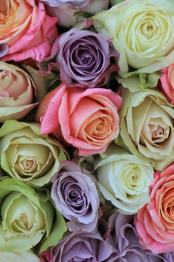 Pastel roses stock image. Image of bouquet, macro, flowers - 19048055