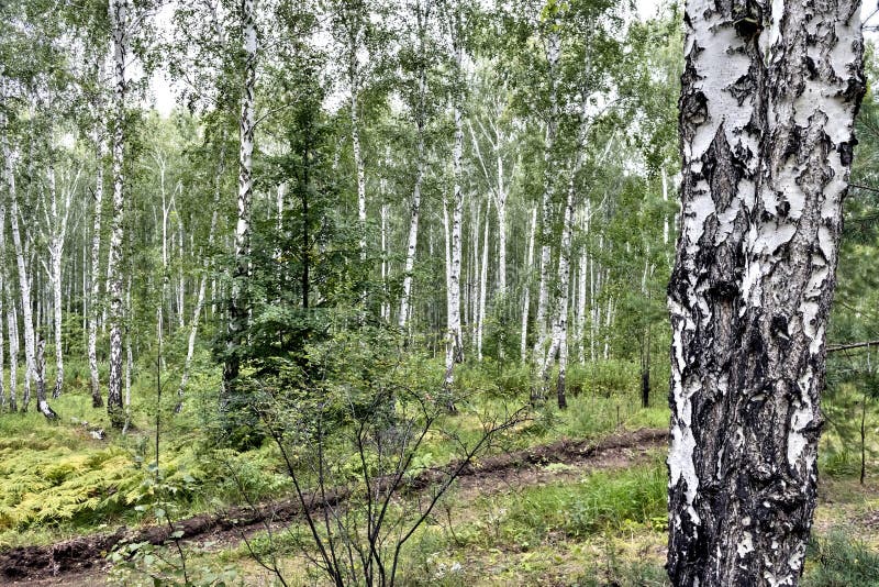 Mixed pine and birch forest in summer royalty free stock photography